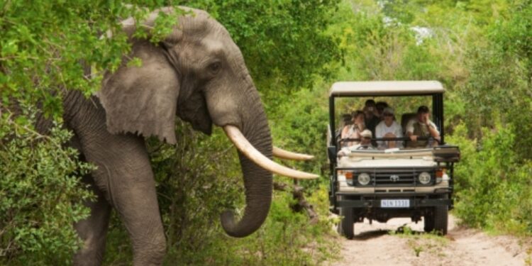 Tourisme mondial : l’Afrique s’impose en 2025 avec +8 % de croissance et 81 millions de visiteurs