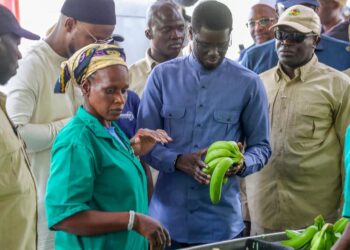  Tambacounda : Bassirou Diomaye Faye promet l’autosuffisance en bananes et vise le marché africain 