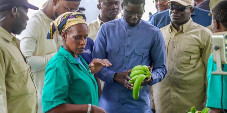  Tambacounda : Bassirou Diomaye Faye promet l’autosuffisance en bananes et vise le marché africain 