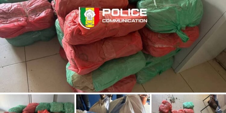 Keur Massar : 56 kg de chanvre indien saisis après une course-poursuite avec un dealer récidiviste