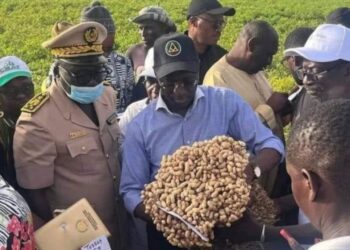 Crise arachidière au Sénégal : les producteurs abandonnés, les stocks menacés et le marché paralysé