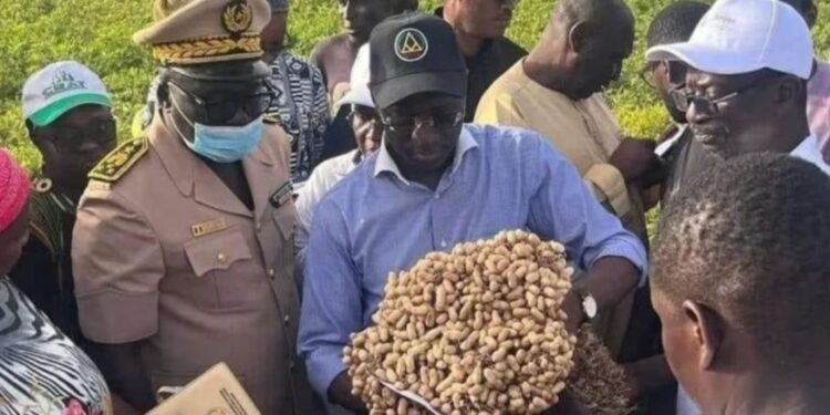 Crise arachidière au Sénégal : les producteurs abandonnés, les stocks menacés et le marché paralysé