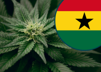 Le Ghana tente de lancer sa filière locale de cannabis thérapeutique