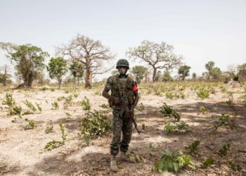 Casamance : un soldat sénégalais tué lors d’une opération contre des champs de chanvre indien