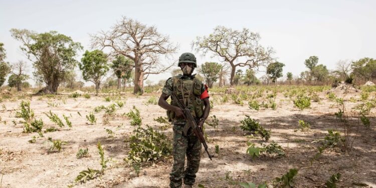Casamance : un soldat sénégalais tué lors d’une opération contre des champs de chanvre indien