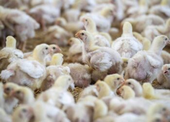 Grippe aviaire : premier cas humain de A(H9N2) détecté en Europe