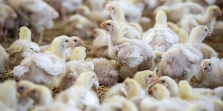Grippe aviaire : premier cas humain de A(H9N2) détecté en Europe