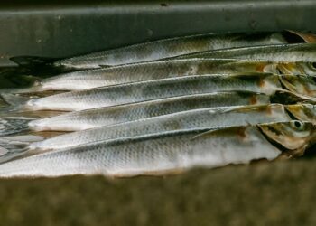 Poisson stocké dans une baignoire : deux ans de prison pour un patron agroalimentaire