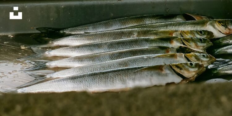 Poisson stocké dans une baignoire : deux ans de prison pour un patron agroalimentaire