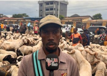 Tabaski à Conakry : les moutons entre 1,5 et 4,5 millions GNF à Yembeya