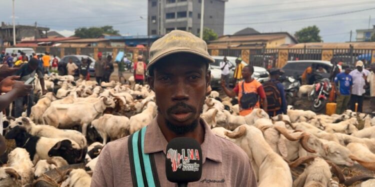 Tabaski à Conakry : les moutons entre 1,5 et 4,5 millions GNF à Yembeya