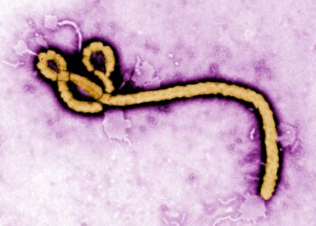 RDC : l’épidémie d’Ebola progresse, plus de 80 morts