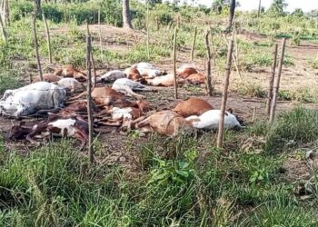 Guinée : une quarantaine de bœufs abattus en pleine nuit à Laîné