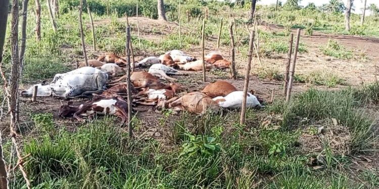 Guinée : une quarantaine de bœufs abattus en pleine nuit à Laîné
