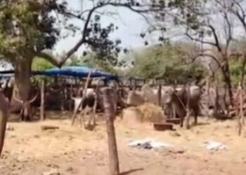 Guinée : à Siguiri, l’insécurité au Mali voisin fragilise le quotidien des commerçants