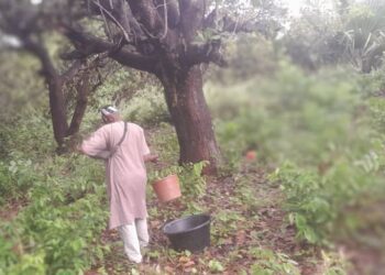 Bolama: Zero Produção de castanha de caju