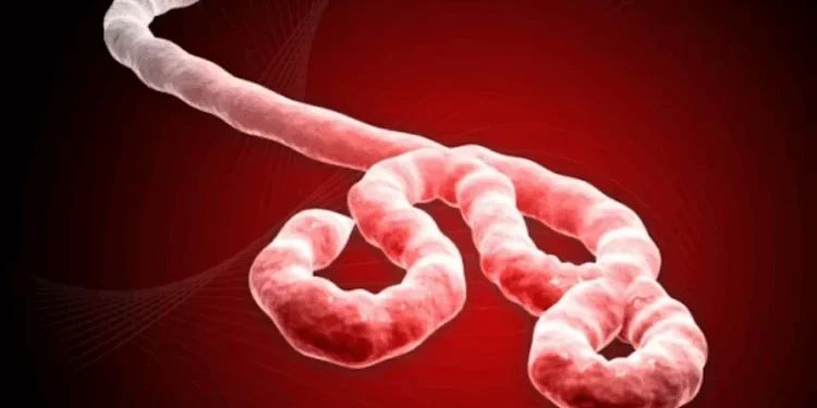 RDC : un essai clinique lancé pour tester un traitement contre la souche Bundibugyo d’Ebola