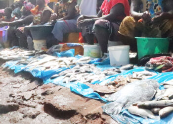 Guiné-Bissau: preço do peixe muito alto