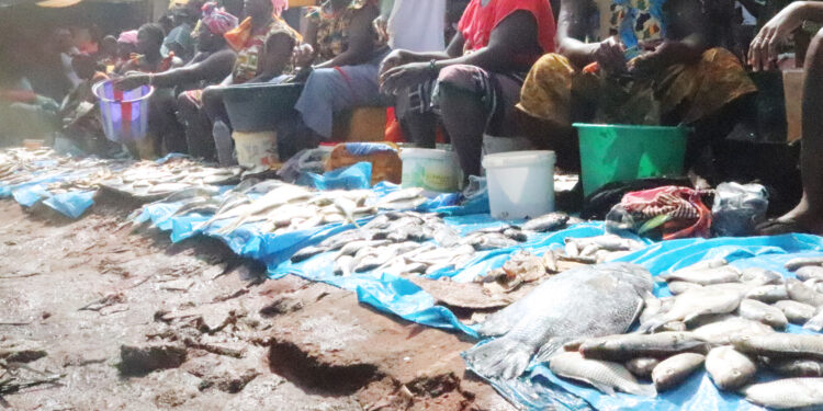 Guiné-Bissau: preço do peixe muito alto