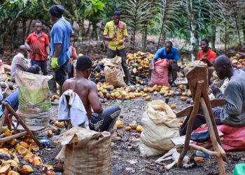 Côte d’Ivoire : les prix bord champ du cacao et du café fixés à 1 200 FCFA et 1 300 FCFA pour la campagne 2026-2027