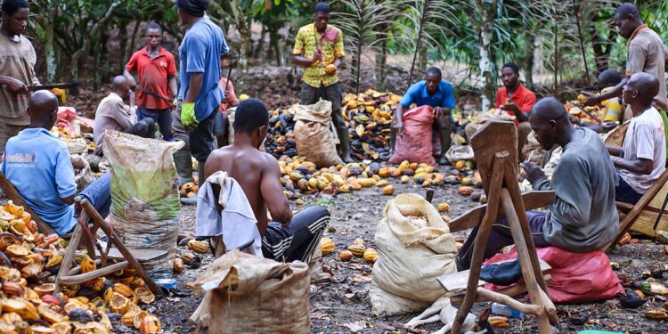 Côte d’Ivoire : les prix bord champ du cacao et du café fixés à 1 200 FCFA et 1 300 FCFA pour la campagne 2026-2027